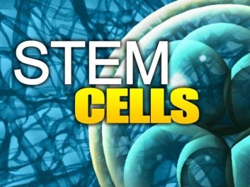 Human Adult Stem Cell Research is Proven Effective