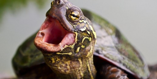 Malicious Lies of Box Turtle Bulletin