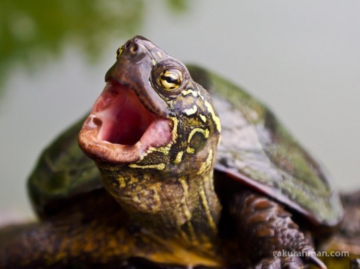 Malicious Lies of Box Turtle Bulletin