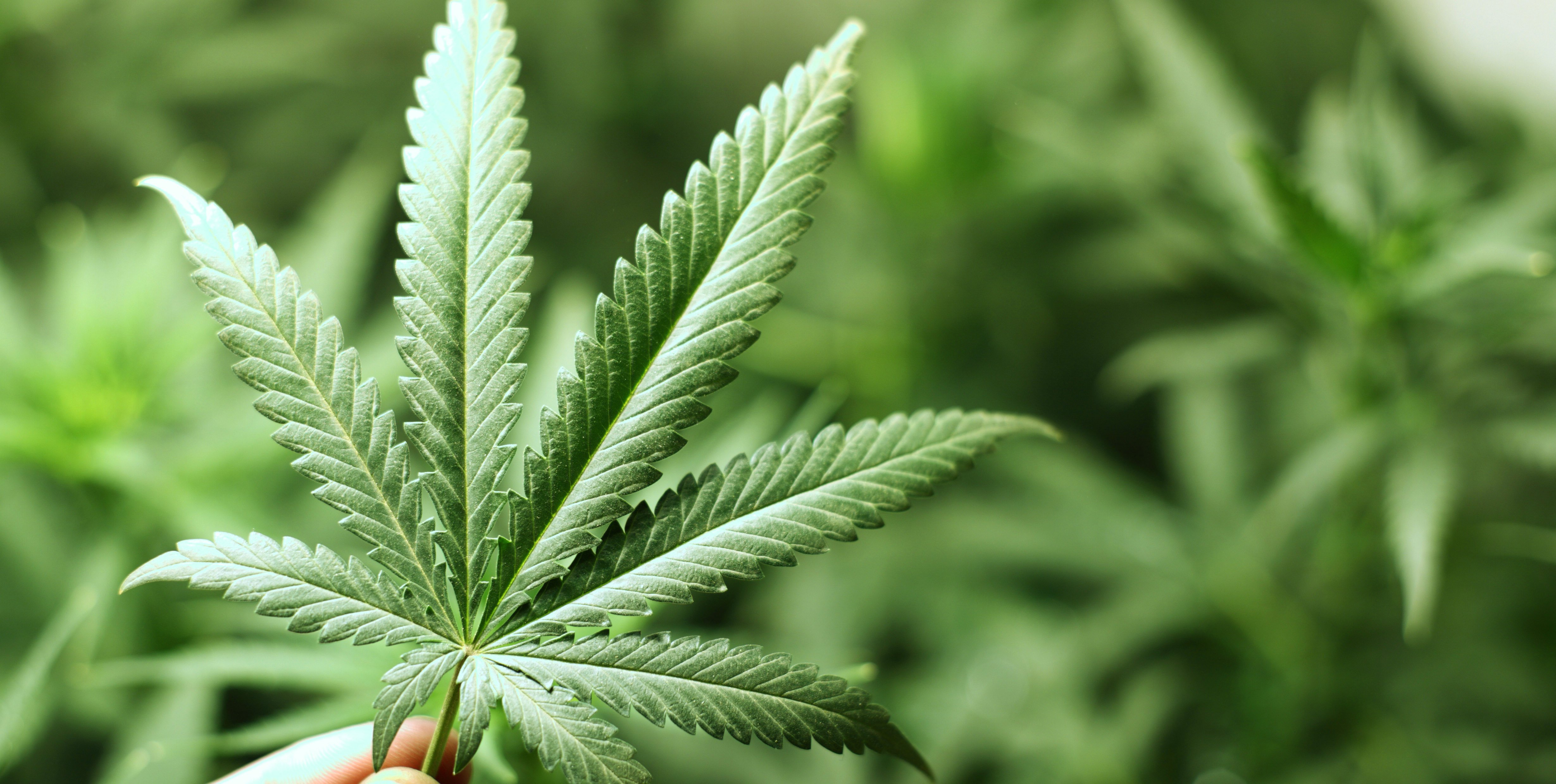 Five Years Later, Colorado Sees Toll of Pot Legalization