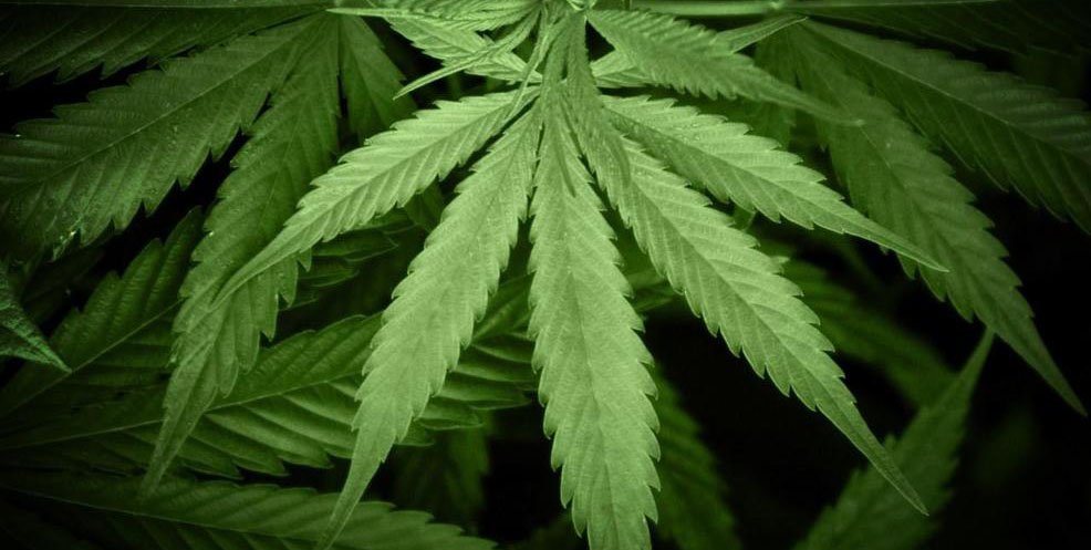 Police Chief Issues a Warning on Legalized Marijuana